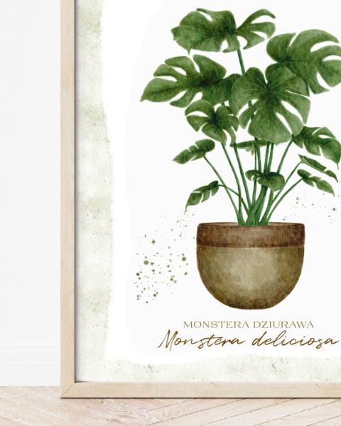 plakat Monstera deliciosa - zdjęcie trzecie w rozmiarze 40x50 plakat Monstera deliciosa - zdjęcie trzecie w rozmiarze 40x50